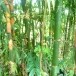 ลอบปู