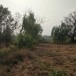 โนนหนองบัว ตำบลน้ำปลีก