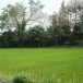 บ้านสันผักหวานน้อย