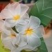 ดอกไม้ประดิษฐ์จากผ้าใยบัว (ต้นลีลาวดี)