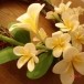 ดอกไม้ประดิษฐ์จากผ้าใยบัว (ต้นลีลาวดี)
