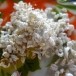 ข้าวตอก