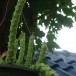 ความเชื่อว่านพญานาคราช
