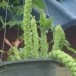 ความเชื่อว่านพญานาคราช