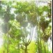 น้ำตาลโตนด