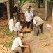 ภูมิปัญญาการเลี้ยงผึ้งโกน  