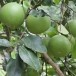 ส้มโอพันธุ์เชลเลอร์ พืชเศรษฐกิจอำเภอเวียงแก่น