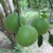 ส้มโอพันธุ์เชลเลอร์ พืชเศรษฐกิจอำเภอเวียงแก่น