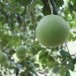 ส้มโอพันธุ์เชลเลอร์ พืชเศรษฐกิจอำเภอเวียงแก่น