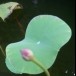 บัวจิ๋ว
