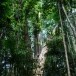 ต้นมะค่ายักษ์ เกาะกูด