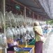 สหกรณ์ประมงผู้เพราะเลี้ยงสัตว์น้ำจังหวัดอุบลราชธานี