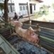 ขั้นตอนการทำวัวหัน
