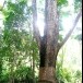 หลวงราชไมตรี (ปูม  ปุณศรี) บิดาแห่งยางพาราภาคตะวันออก