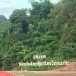 แก่งผาได