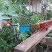 เรือยาวจำลอง (ช่างคมบ้านหัวดง)