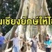 ต้นเชียงยักษ์ บ้านกกเต็น