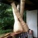 ตุ้มเอียน (ตุ้มจับปลาไหล)