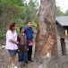 ต้นยางพารารุ่นแรกของบึงกาฬ