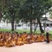 โรงเรียนพระปริยัติธรรม วัดนิเวศธรรมประวัติ  อำเภอบางปะอิน