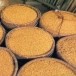 การทำนาหว่าน (ทำนาตม)  ตำบลตลาดเกรียบ อำเภอบางปะอิน