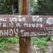 หมอพื้นบ้าน (หมูงู)