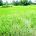 ทุ่งกุลาร้องไห้