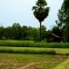 ทุ่งกุลาร้องไห้