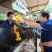 ประเพณีสู่ขวัญควาย