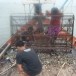 การท่องเที่ยวเชิงอนุรักษ์บ้านไทรใหญ่ 