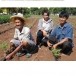 ภูมิปัญญาท้องถิ่นด้านการปลูกมันสำปะหลัง