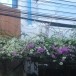 เฟื่องฟ้าขาว หน้าโรงแรมเอ็มเจ