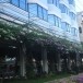 เฟื่องฟ้าขาว หน้าโรงแรมเอ็มเจ