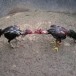เทคนิคการปล่อยไก่