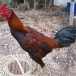 เทคนิคการปล่อยไก่